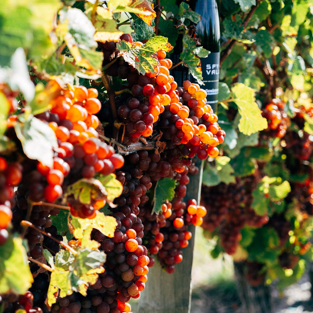 Spy Valley Wine